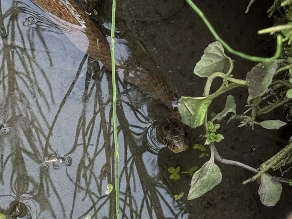 ヒバカリ（ヘビの一種）