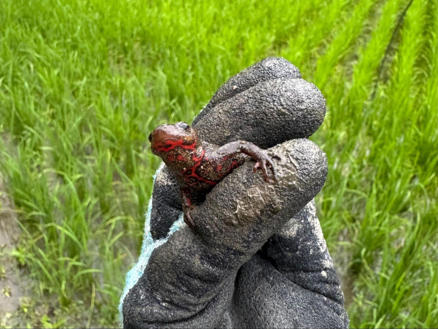 アカハライモリ