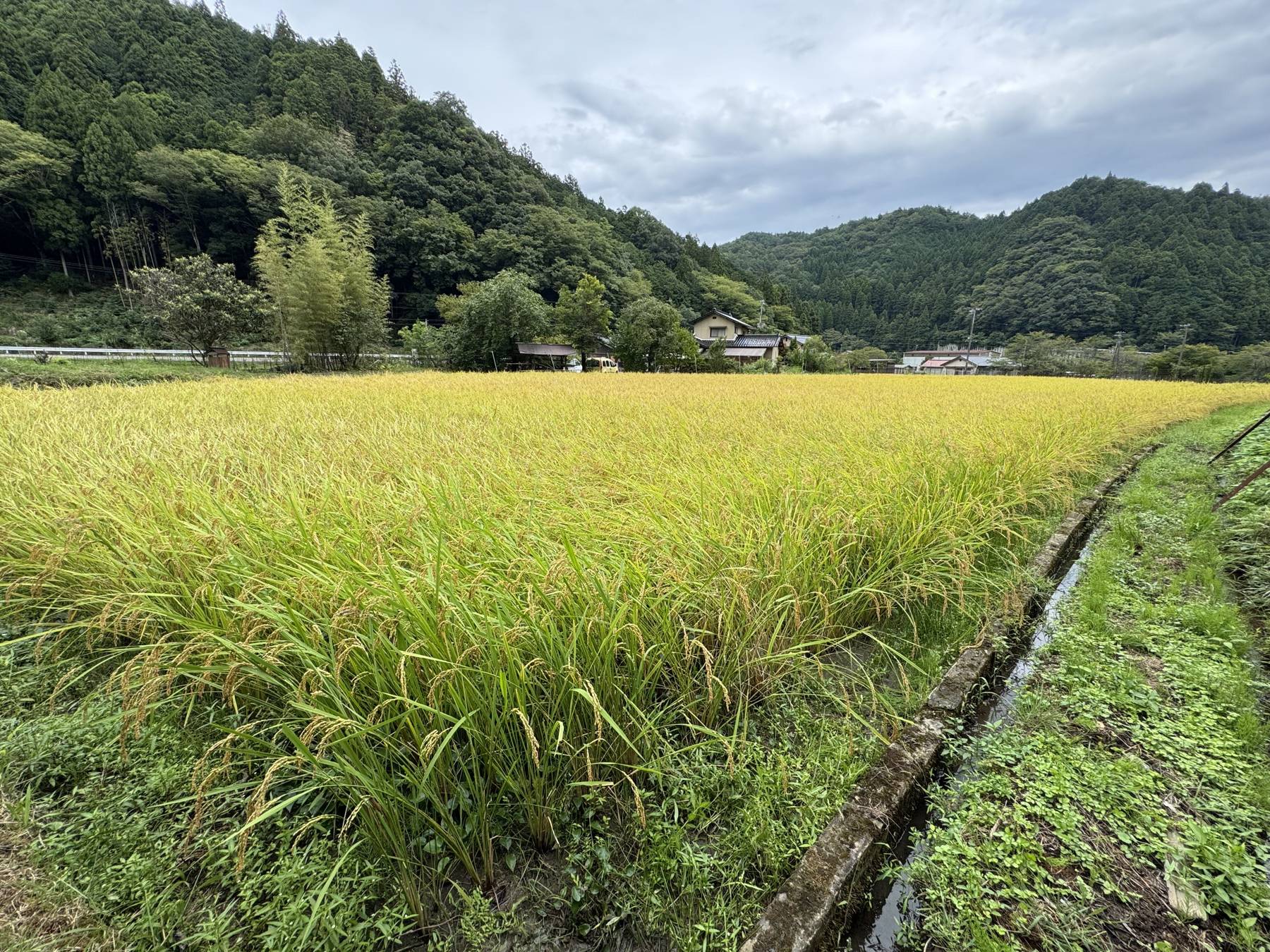 ニホンイシガメみつけたよ!(令和8年産コシヒカリ)